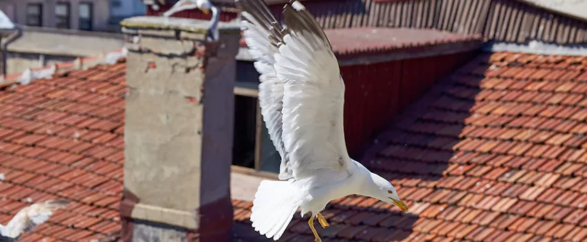 Residential Chimney Animal Removal Solution in North New Hyde Park, NY