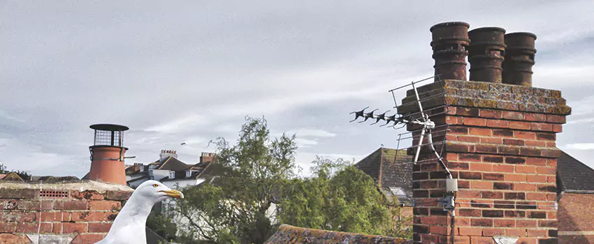 Chimney Cleaning And Restoration in North New Hyde Park, New York